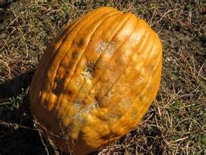 Ugly pumpkin
