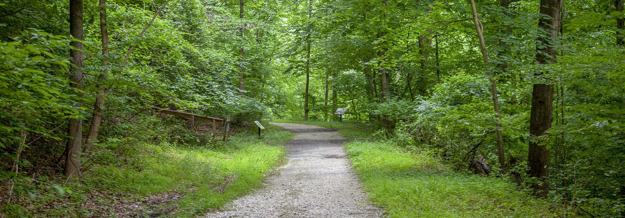 Baltimore’s oldgrowth forest land needs your support Bolton Hill