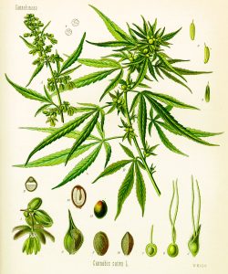 drawn picture of cannabis