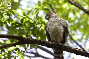 A cooper's hawk in a tree
